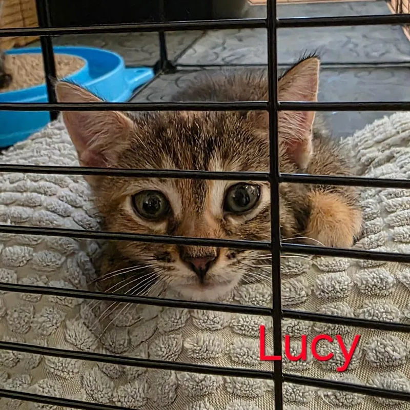 A baby small-sized female Torbie Domestic Short Hair cat named Lucy for adoption in Fort Worth, TX