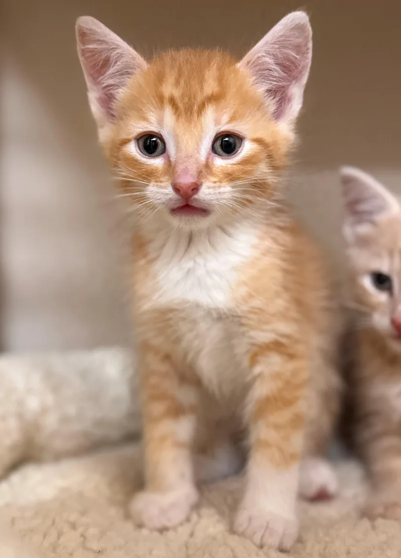 A baby small-sized male Orange / Red Domestic Short Hair cat named Ritz for adoption in Hackensack, MN