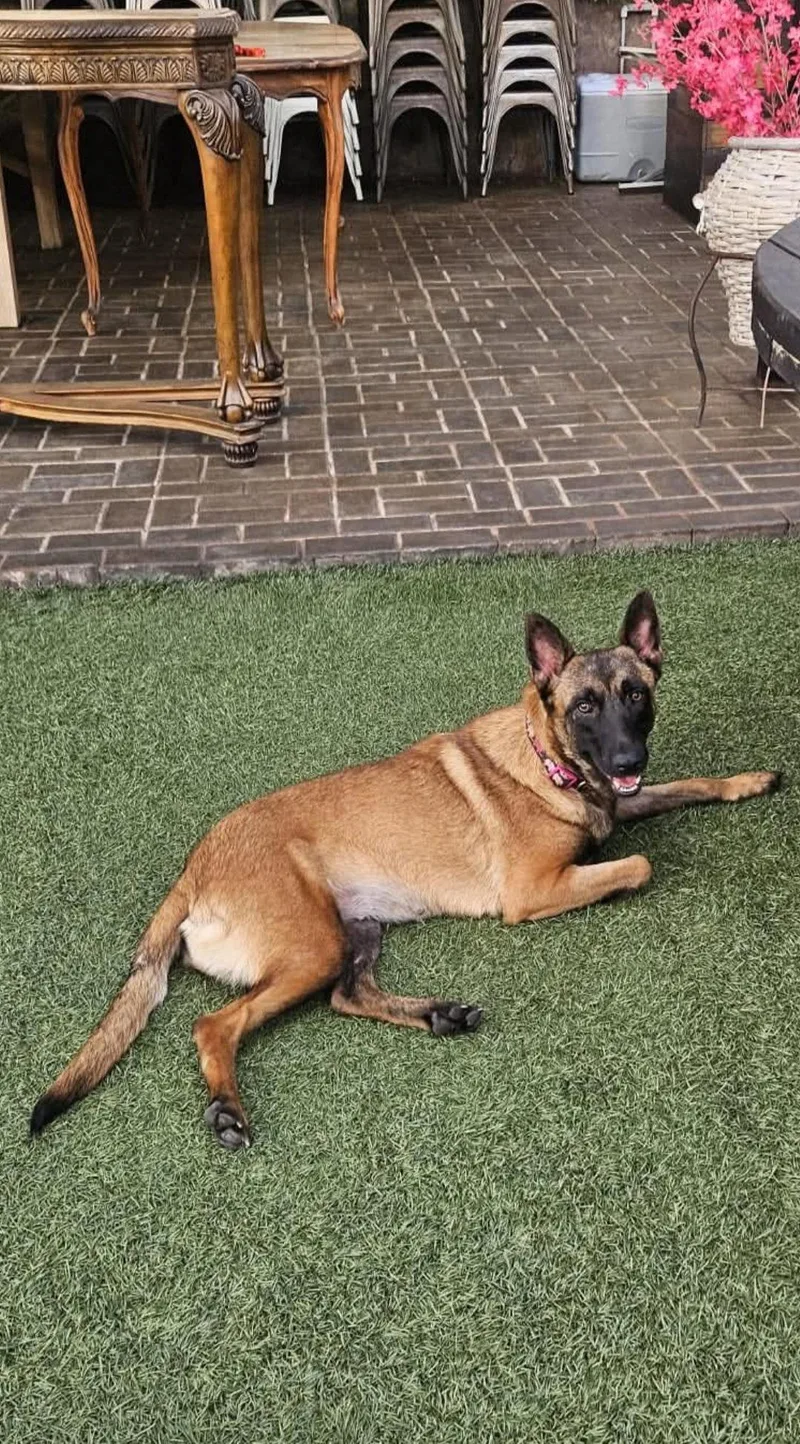 A young medium-sized male Belgian Shepherd / Malinois dog named Sheba for adoption in Escondido, CA