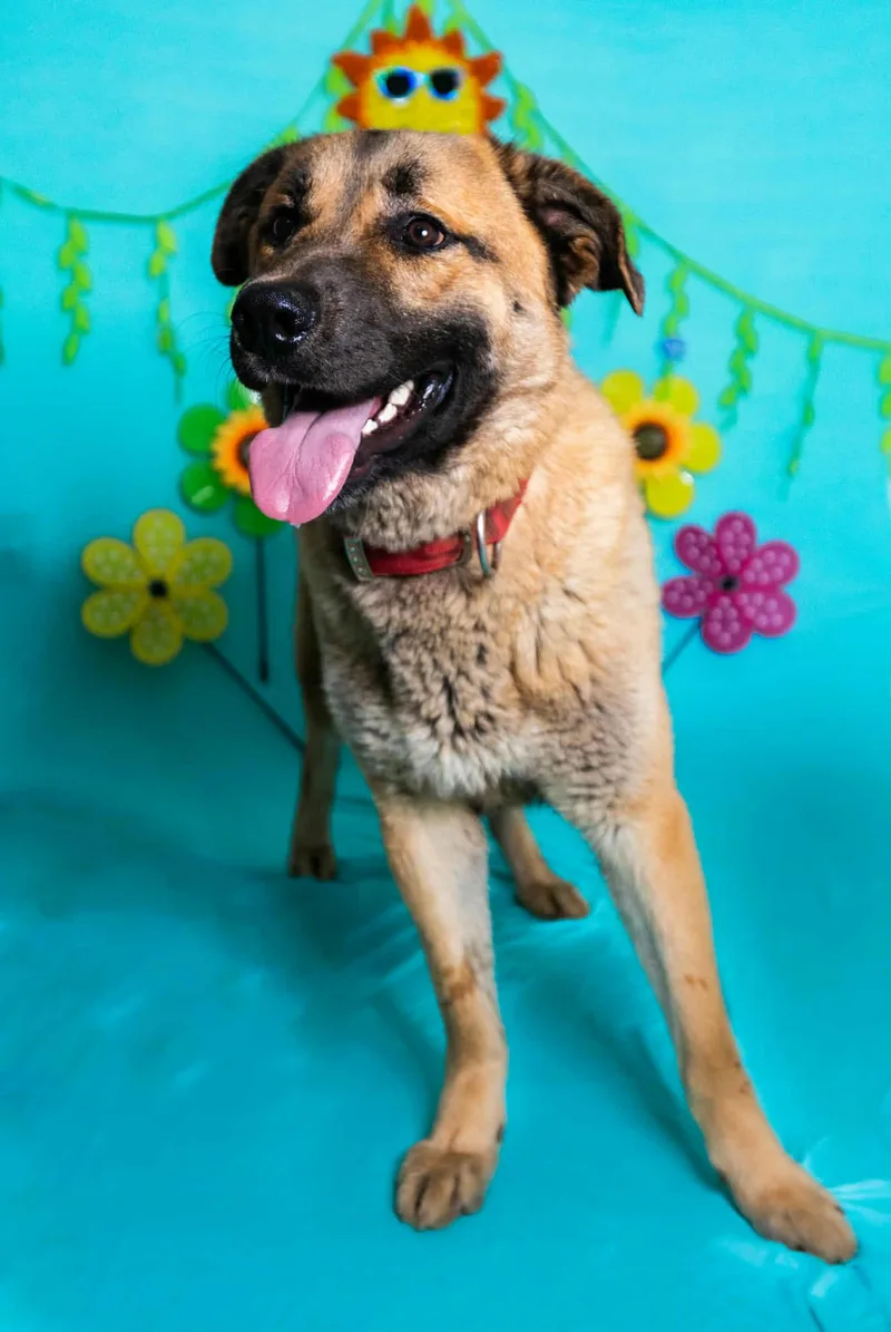 A young large-sized male Yellow / Tan / Blond / Fawn Shepherd dog named Titus for adoption in Manhasset, NY
