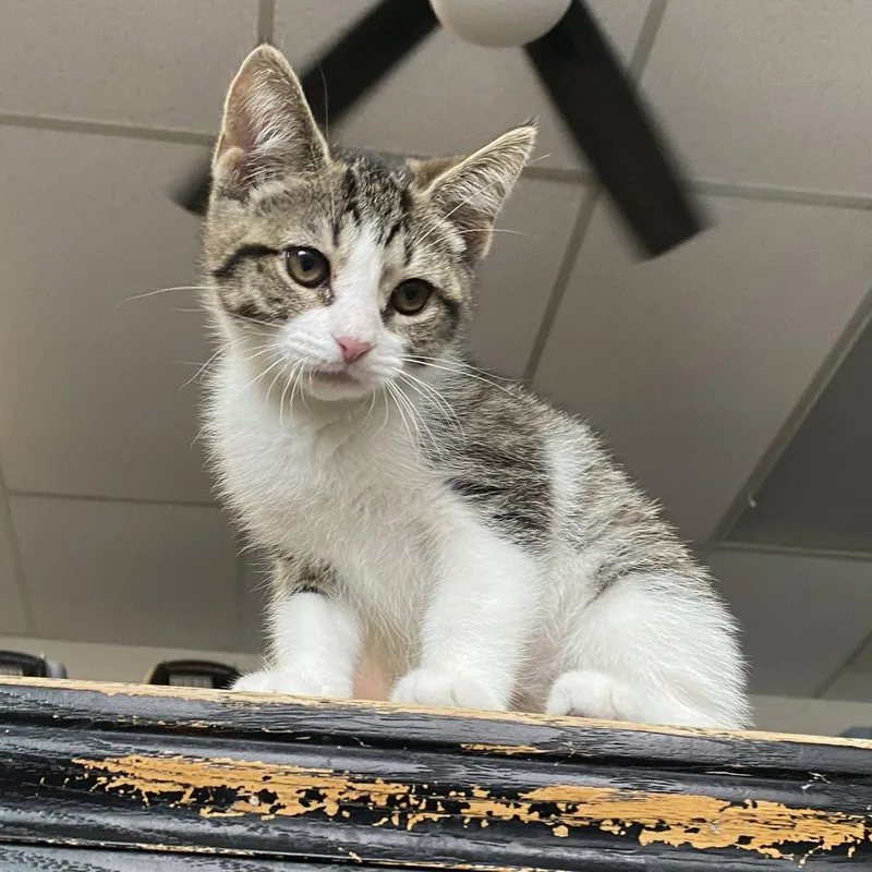 A baby medium-sized female Domestic Short Hair cat named Victoria for adoption in Gettysburg, PA