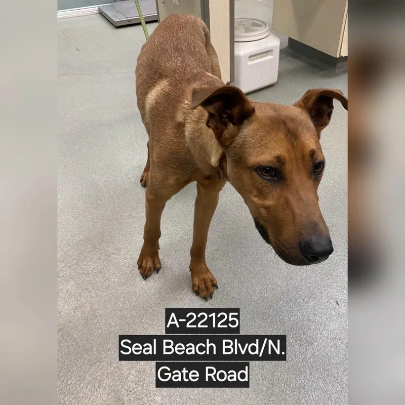 An adult large-sized male Brown / Chocolate German Shepherd Dog dog named A for adoption in Westminster, CA