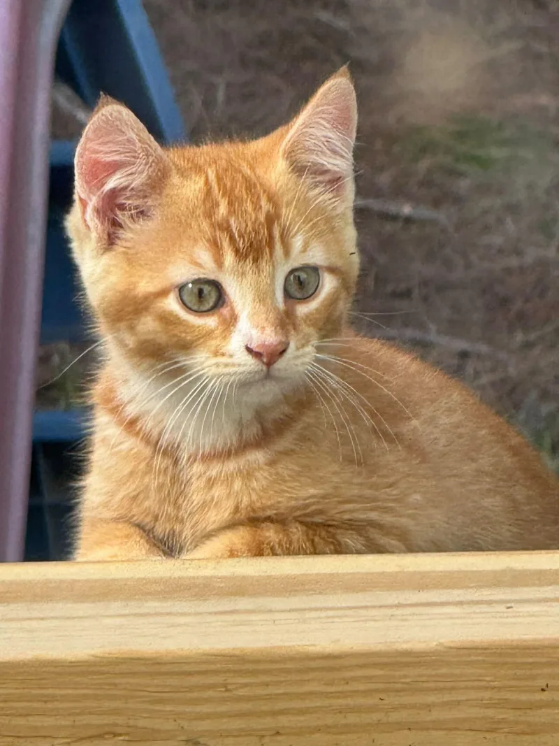 Ernie