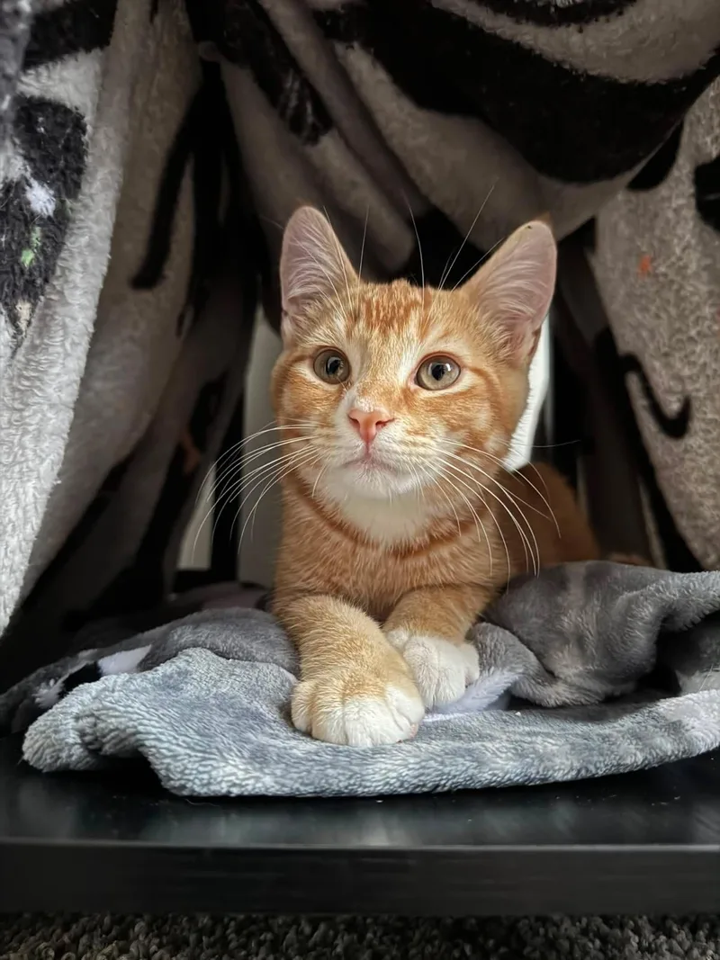 Ernie thumbnail 2