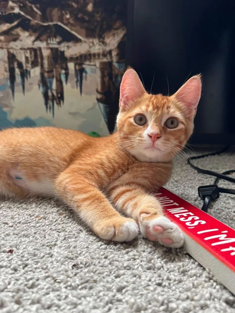 Ernie thumbnail 4