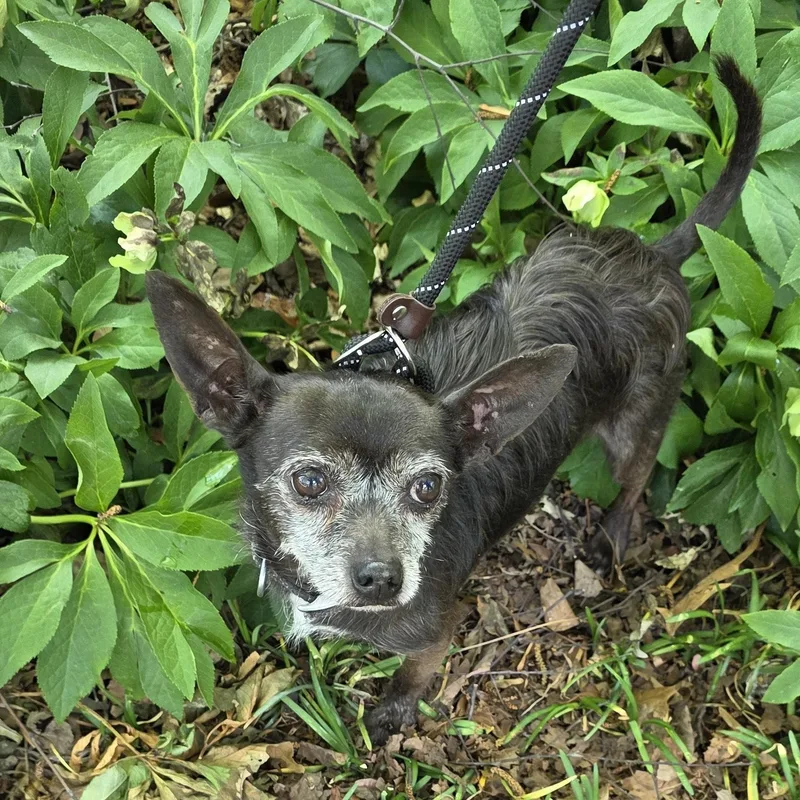 An adult small-sized male Black Chihuahua dog named Clark for adoption in Greensboro, NC