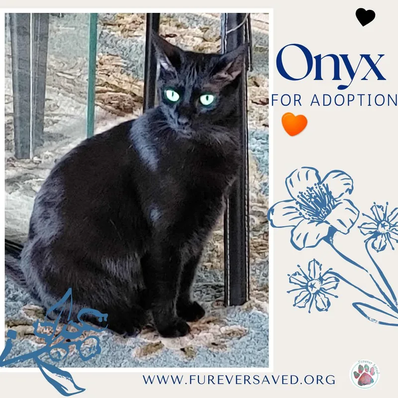 A young medium-sized male Black Domestic Short Hair cat named Onyx for adoption in Miami, FL