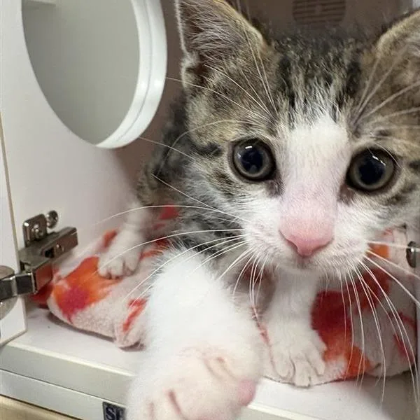 A baby small-sized male Domestic Short Hair cat named Doug for adoption in Phoenix, AZ