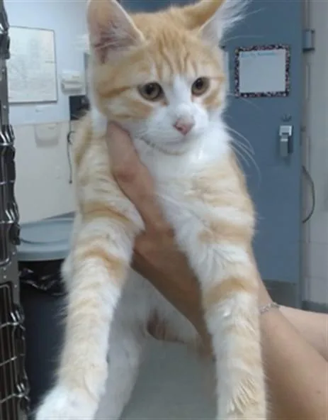 A baby small-sized male Domestic Short Hair cat named Tobias for adoption in Salinas, CA