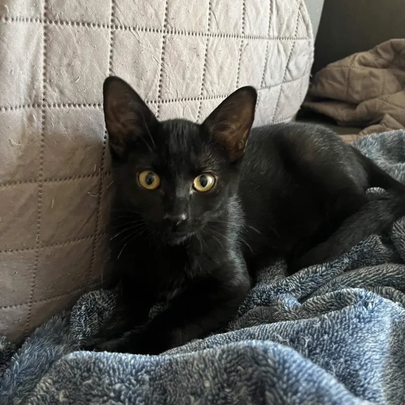 A baby small-sized female Black American Shorthair cat named Wolfie for adoption in Houston, TX