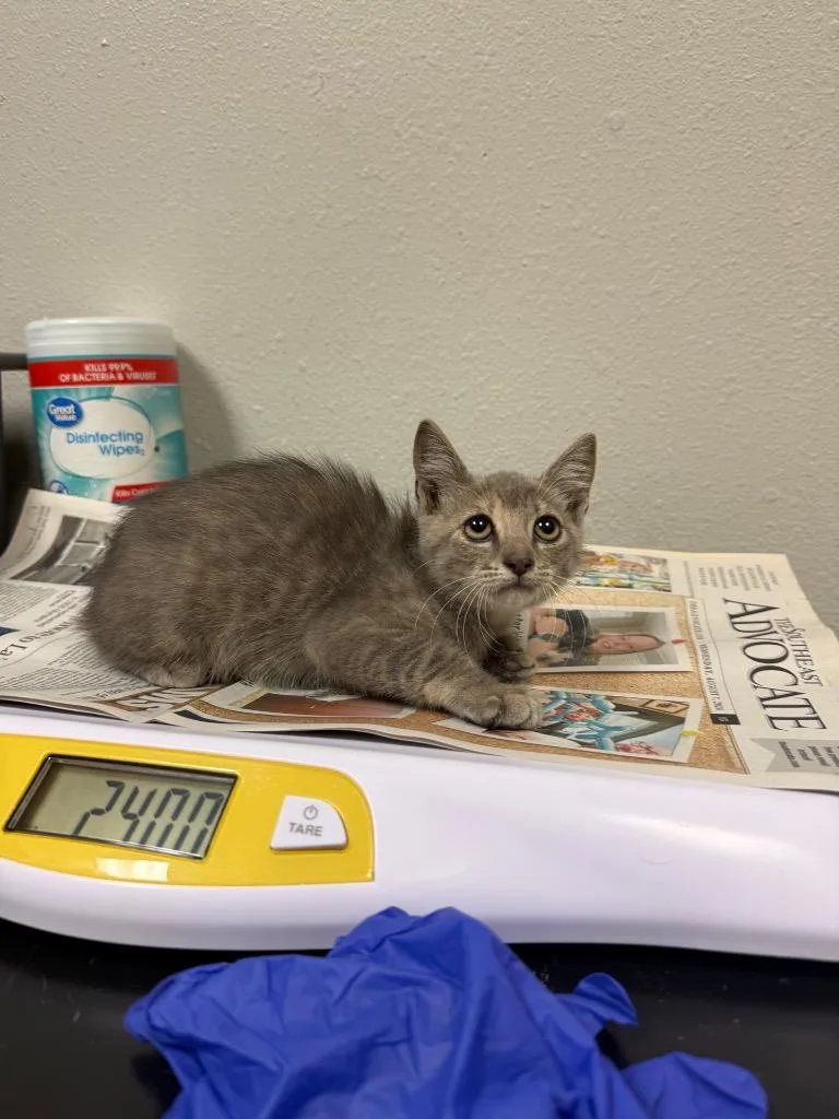 A baby medium-sized female Domestic Medium Hair cat named Grace for adoption in Sorrento, LA