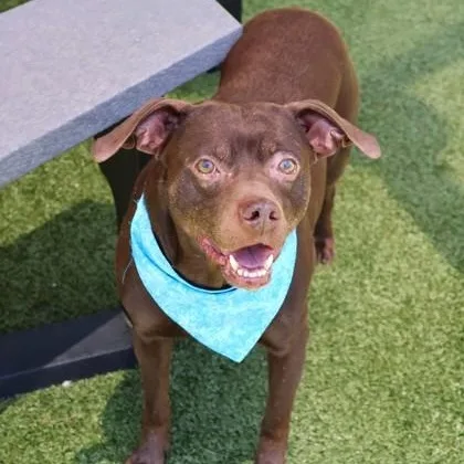 A senior medium-sized male Mixed Breed dog named Zeuz for adoption in Athens, GA