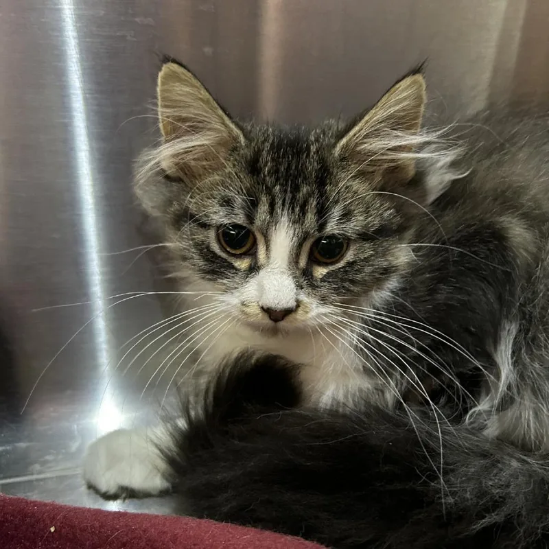A baby small-sized female Brown / Chocolate Domestic Short Hair cat named Jack for adoption in Davenport, IA