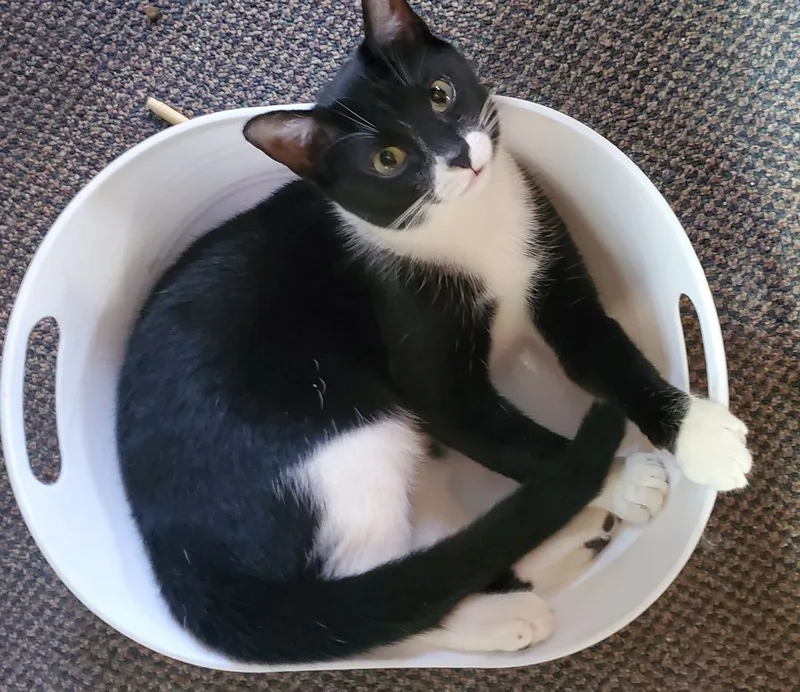 Nose Black thumbnail 2