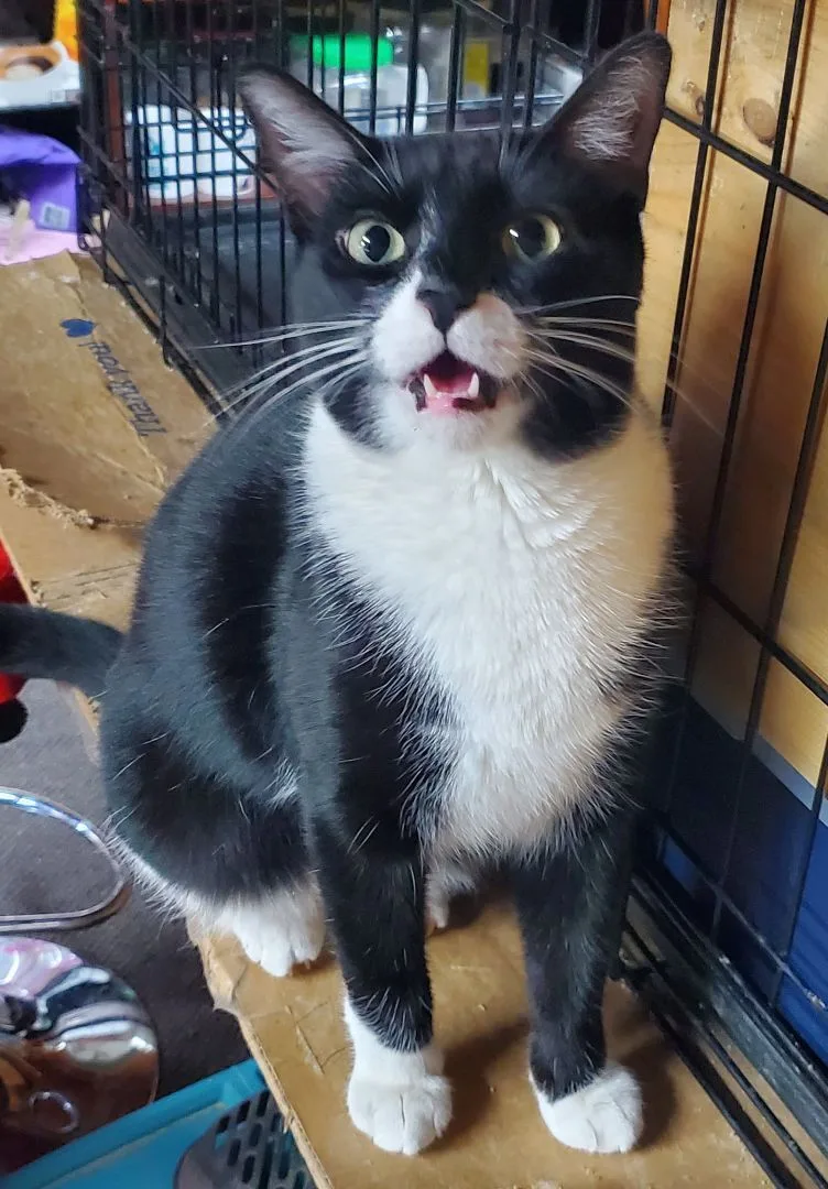 Nose Black thumbnail 3