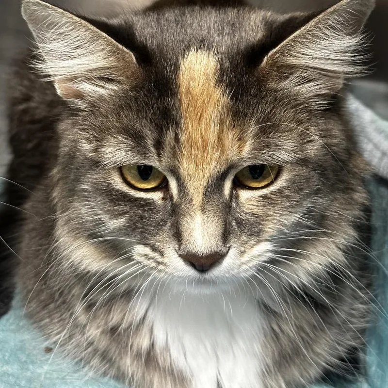 A young medium-sized female Brown / Chocolate Domestic Medium Hair cat named Maggie for adoption in Chicago, IL