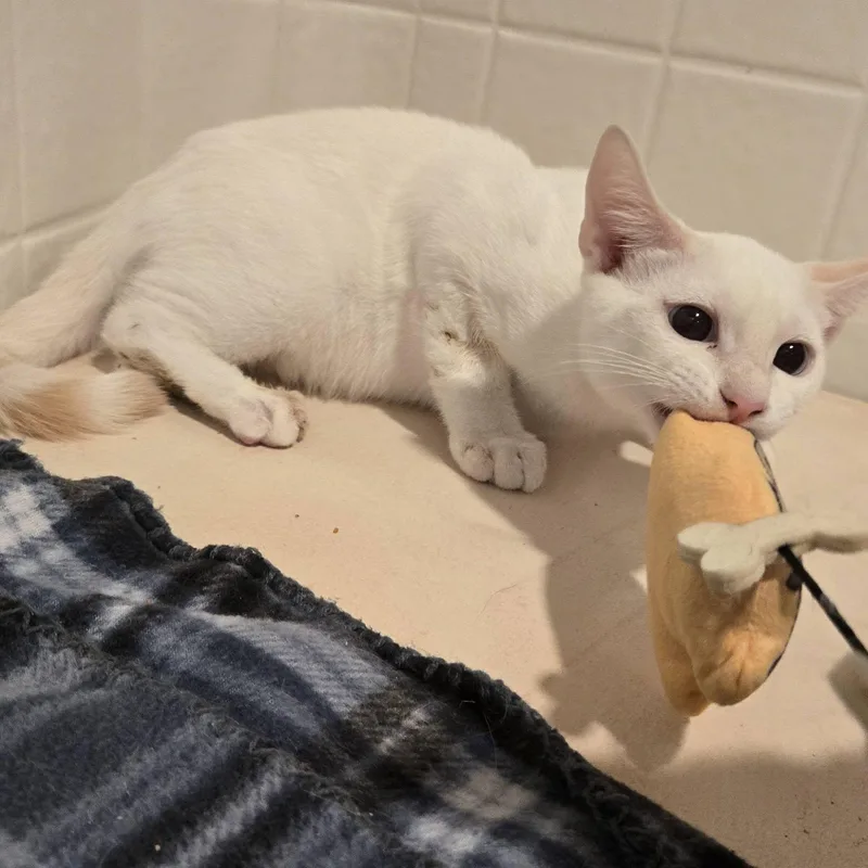 A baby medium-sized male Flame Point Siamese cat named Starsky for adoption in Queen Creek, AZ