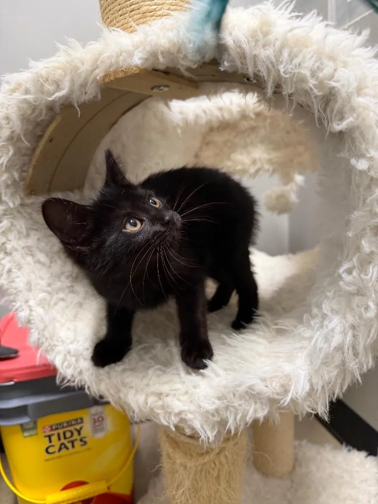 A baby small-sized female Domestic Short Hair cat named Cleopatra for adoption in Pierceton, IN