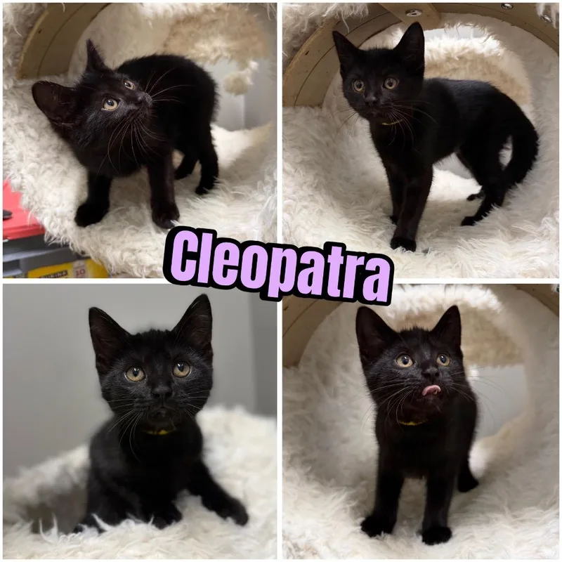 Cleopatra thumbnail 3