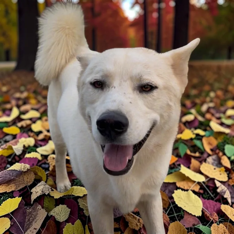 An adult medium-sized male Husky dog named Ghost for adoption in Athens, TN