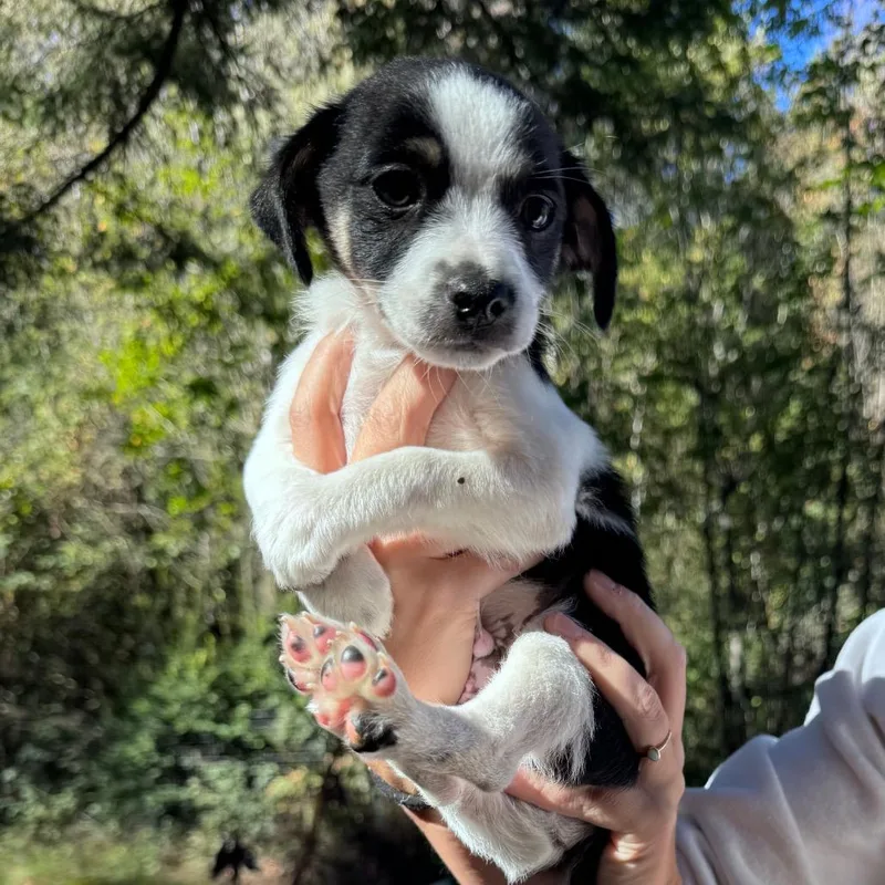 A baby small-sized male Terrier dog named Candy Corn for adoption in Tacoma, WA
