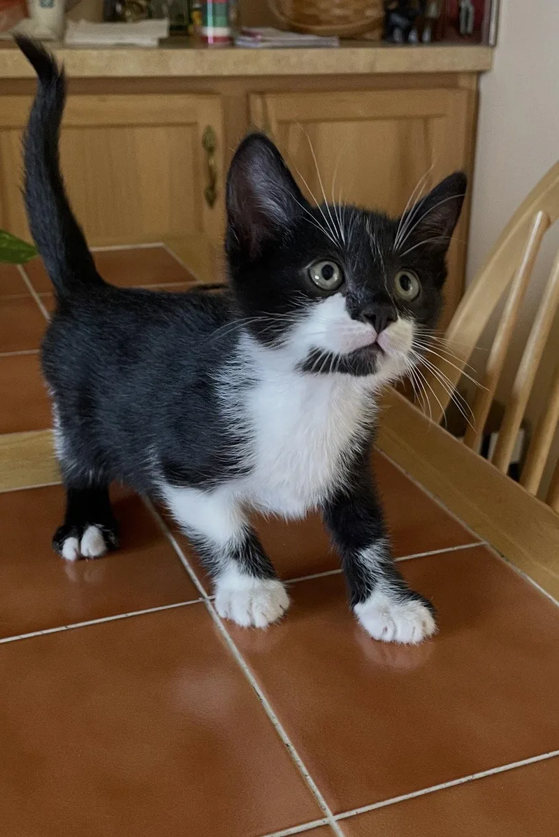 A baby medium-sized male Domestic Medium Hair cat named Patches for adoption in Tonawanda, NY