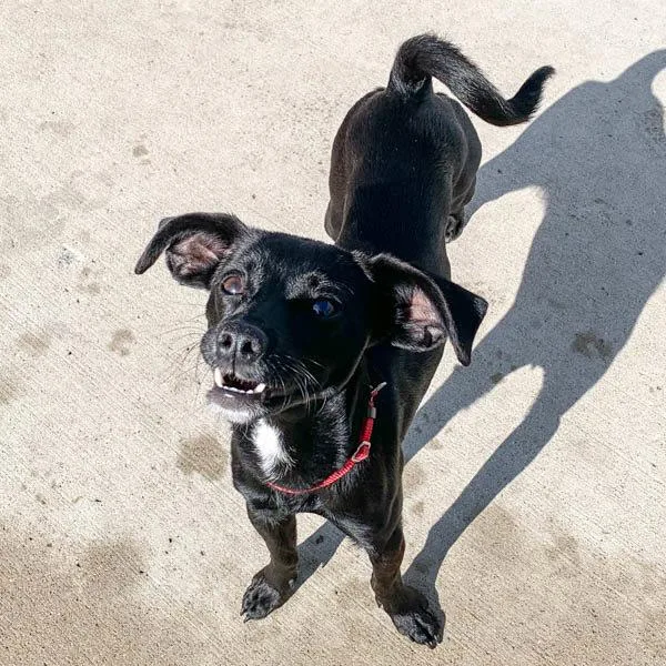 Callie  Bonded Buddy