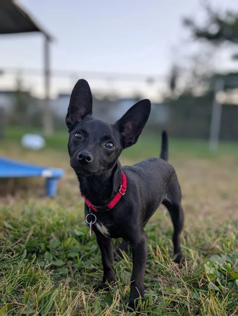 A young small-sized female Chihuahua dog named Chili the Chi for adoption in Cuyahoga Falls, OH