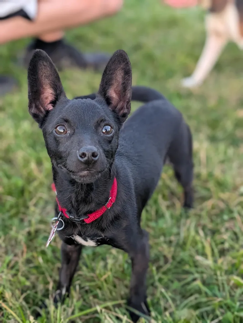 Chili the Chi thumbnail 2