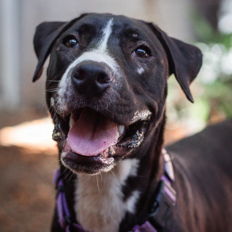 Loki thumbnail 5