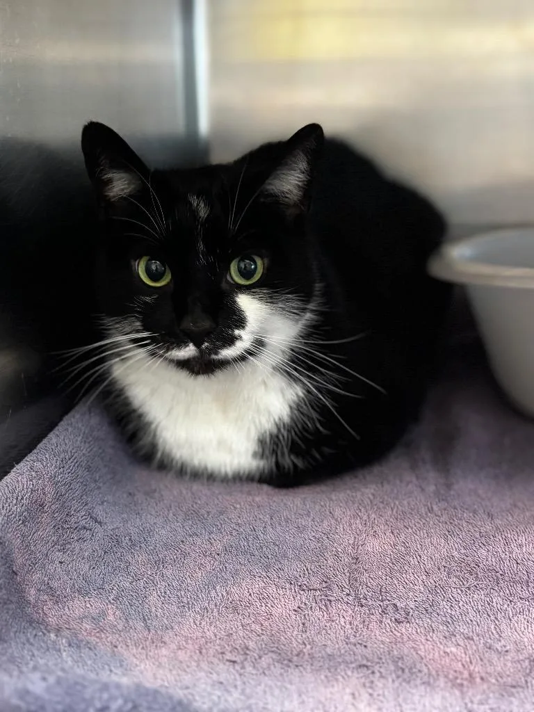 A young medium-sized male Domestic Short Hair cat named Wilder for adoption in Lima, OH