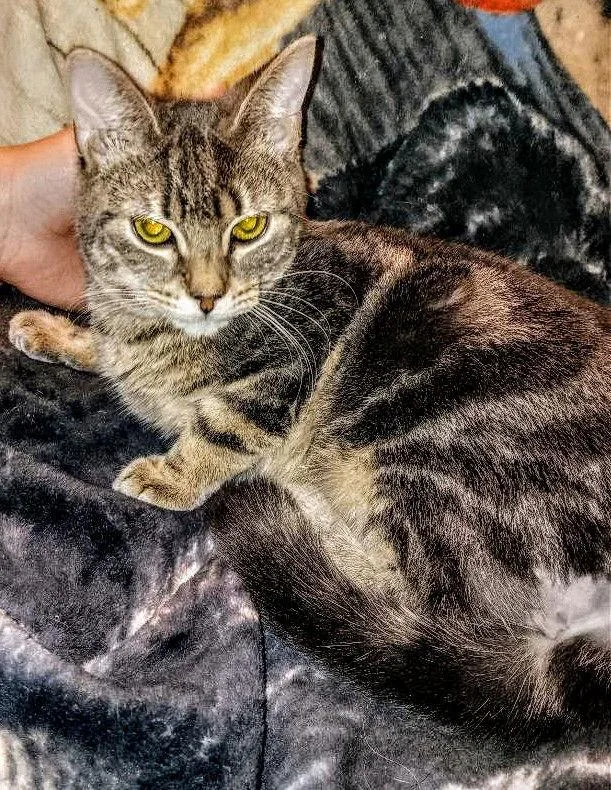 C Litter Bo thumbnail 2