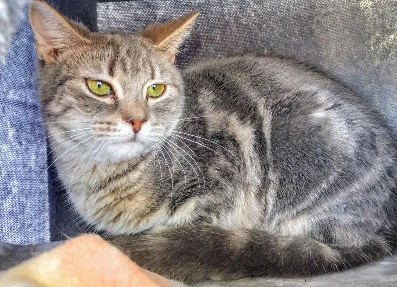 C Litter Bo thumbnail 3