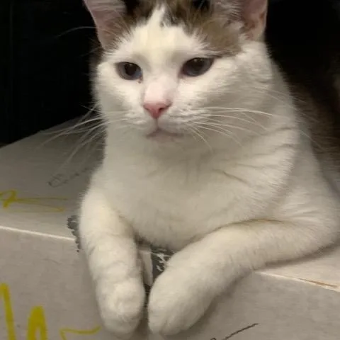 Christopher Robin thumbnail 2