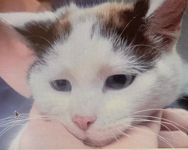 Christopher Robin thumbnail 3