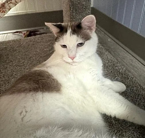 Christopher Robin thumbnail 4