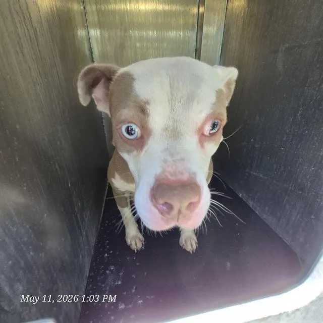 A young medium-sized female American Staffordshire Terrier dog named Bonnie for adoption in San Antonio, TX