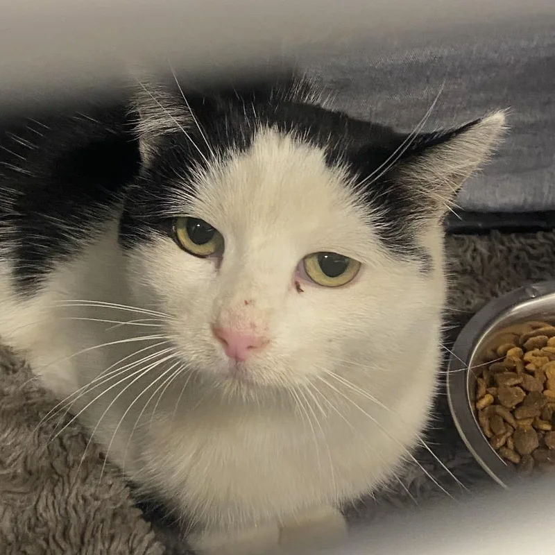 An adult small-sized female Black Domestic Short Hair cat named Carolyn for adoption in Sheridan, WY