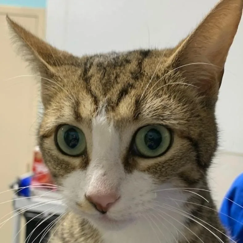 A young small-sized female Brown / Chocolate Domestic Short Hair cat named Camille for adoption in New York, NY