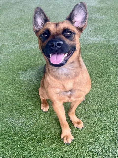 A young large-sized female Belgian Shepherd / Malinois dog named Roxy for adoption in Miami, FL