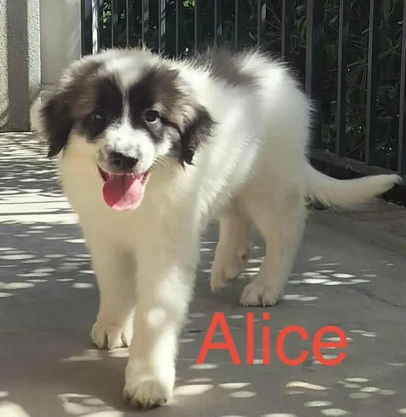 A baby large-sized female Tricolor (Brown, Black, & White) Great Pyrenees dog named Alice for adoption in Claremont, NC