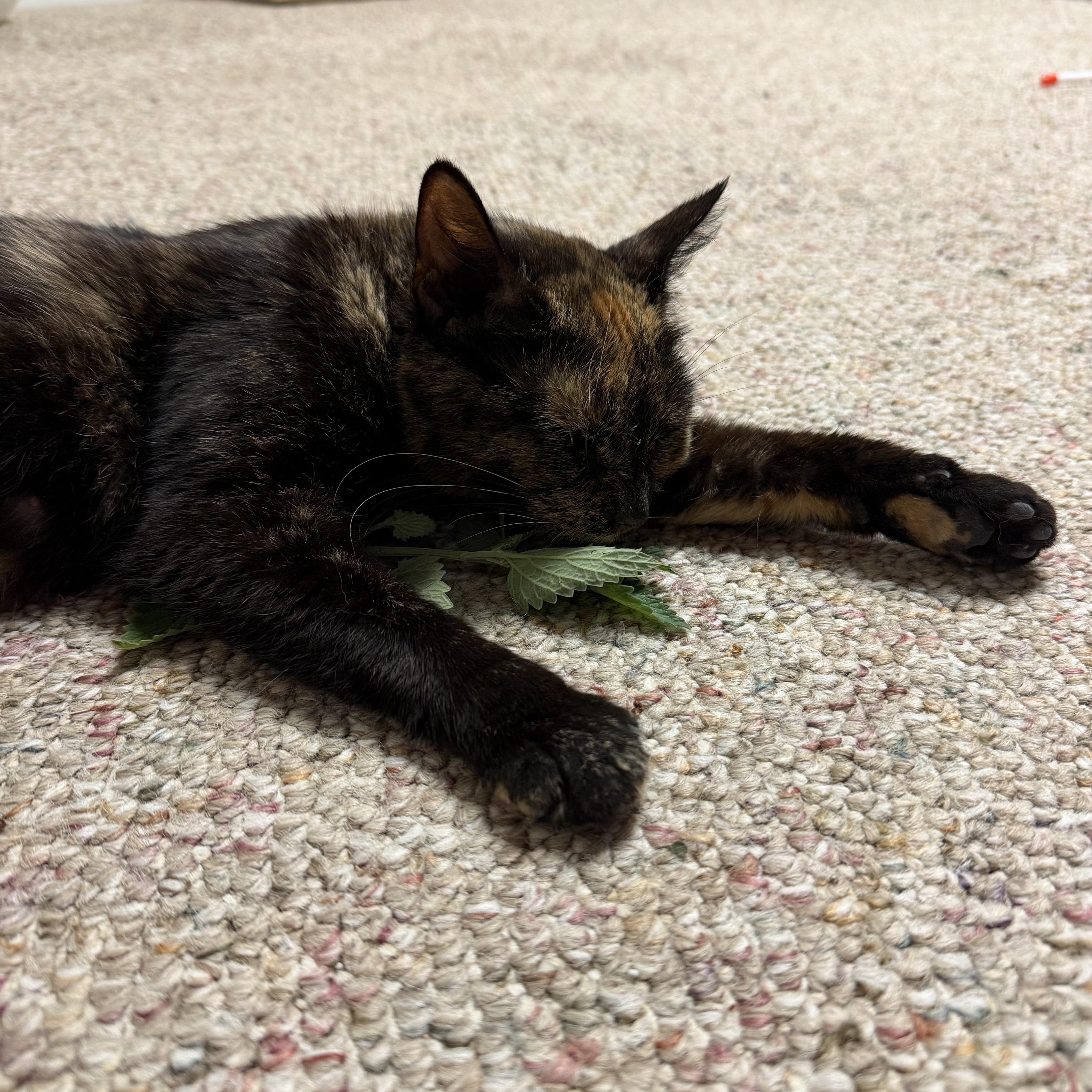 A young medium-sized female Tortoiseshell Domestic Short Hair cat named Ayla for adoption in Mechanicsburg, PA