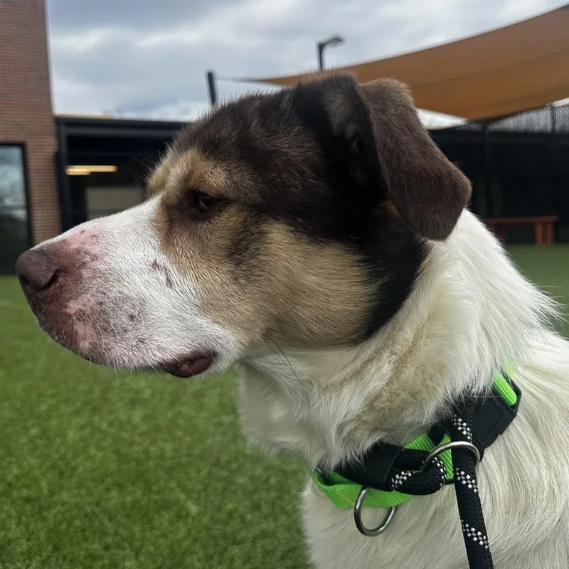 An adult medium-sized male Brown / Chocolate Mixed Breed dog named Waylon for adoption in Washington Township, OH