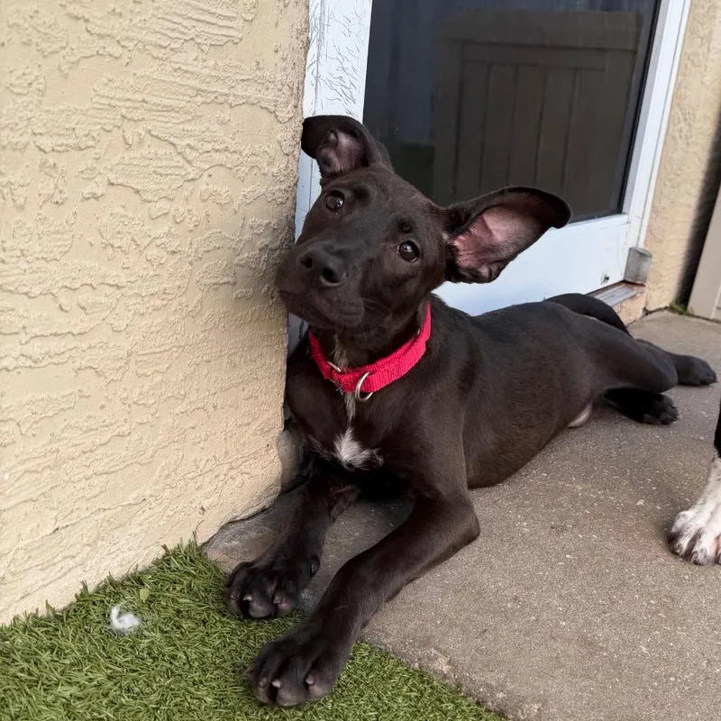 A baby medium-sized female Black Mixed Breed dog named Opal for adoption in Titusville, FL