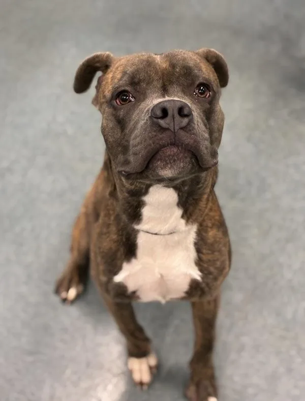 A young large-sized male Pit Bull Terrier dog named Call Me Bob for adoption in Richmond, VA
