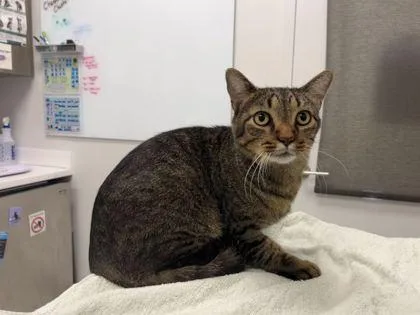 An adult large-sized male Brown / Chocolate Domestic Short Hair cat named Certified Forklift Operator for adoption in Kansas City, MO