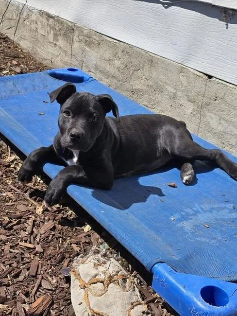 A young medium-sized female Mixed Breed dog named Cookie for adoption in Denver, CO