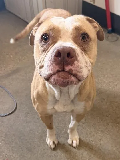 A young medium-sized female Pit Bull Terrier dog named Raketa for adoption in Cleveland, OH