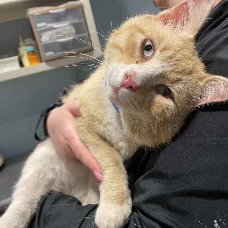 An adult large-sized male Orange / Red Domestic Short Hair cat named Wonky Slush for adoption in Chattanooga, TN