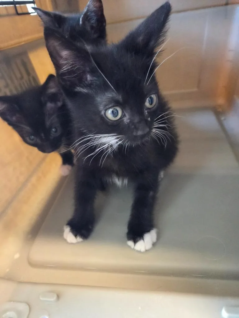 A baby small-sized male Domestic Short Hair cat named Iggy for adoption in Bossier City, LA
